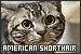  American Shorthair