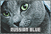  Russian Blue